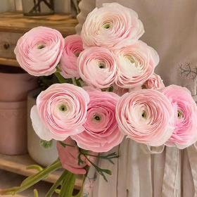 樱花粉超级洋牡丹5支