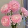 樱花粉超级洋牡丹5支 商品缩略图4
