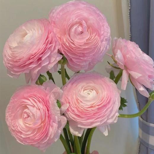 樱花粉超级洋牡丹5支 商品图4