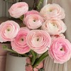 樱花粉超级洋牡丹5支 商品缩略图3