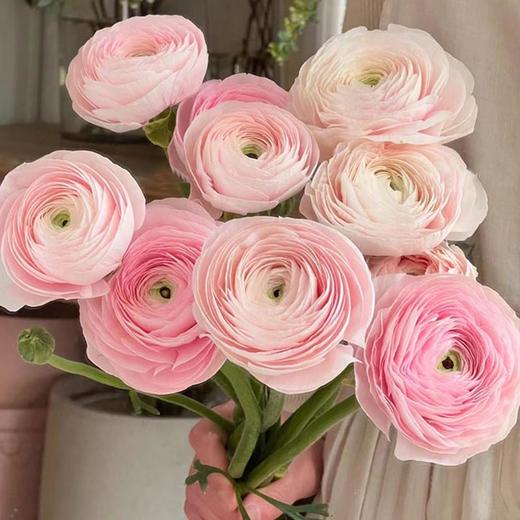 樱花粉超级洋牡丹5支 商品图3