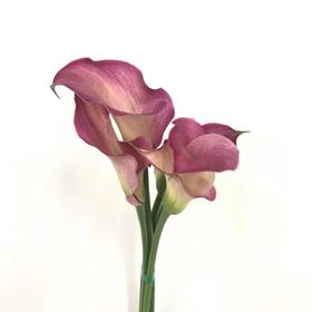 4月6日马蹄莲浪漫T级-5支（L农场）