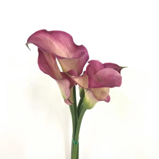 4月6日马蹄莲浪漫T级-5支（L农场） 商品图0