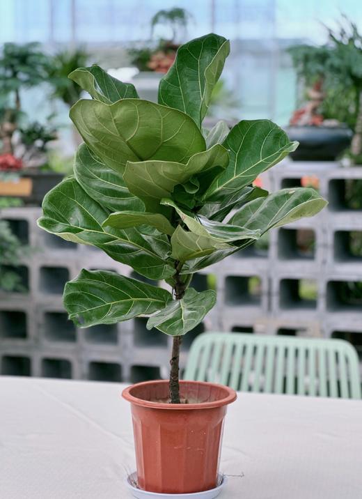 神润斋花园中心基地植物批发 春雨 琴叶榕 小绿宝 龟背 天堂鸟  下单后每周六提货 商品图2