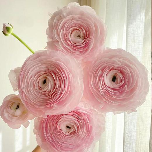 樱花粉超级洋牡丹5支 商品图2