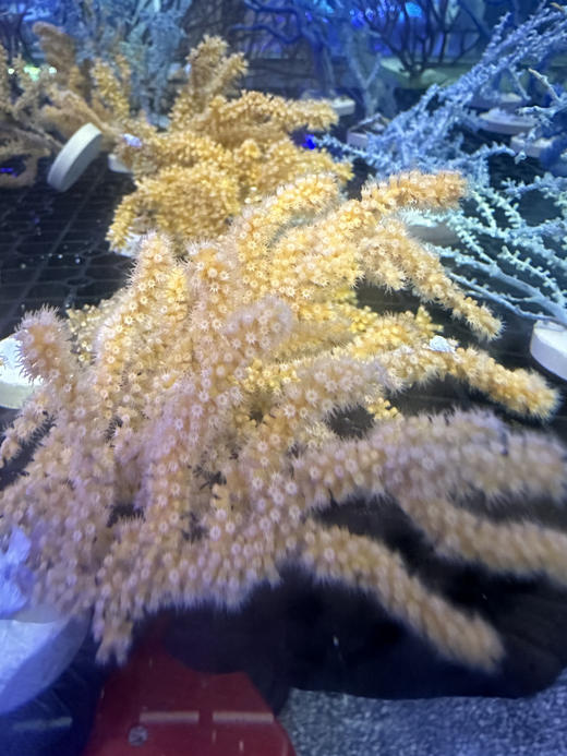 小橙海树 商品图0