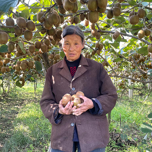 『周至徐香猕猴桃』清新软糯，香甜多汁，富含维C 商品图5