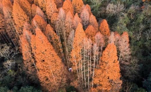 11月20日出发，大美淳安千岛湖秋色：杭州西湖、印象富春江、秘地之江村、建德湿地、千岛湖的美景与人文风光6天摄影 商品图4