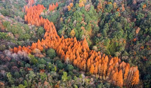 11月20日出发，大美淳安千岛湖秋色：杭州西湖、印象富春江、秘地之江村、建德湿地、千岛湖的美景与人文风光6天摄影 商品图9