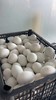 大雁蛋10个 商品缩略图1