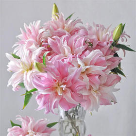 精品百合莲花1号莲花雅致多头重瓣