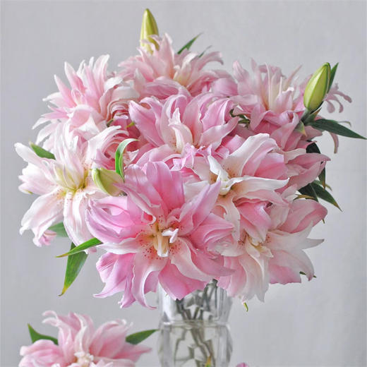 精品百合莲花1号莲花雅致多头重瓣 商品图0