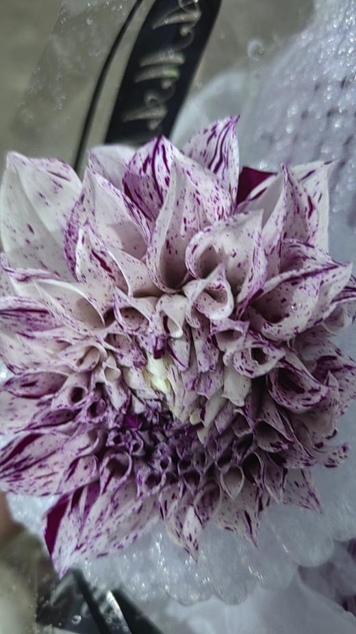 配花 | 大丽花瓦力安特王子 商品图0