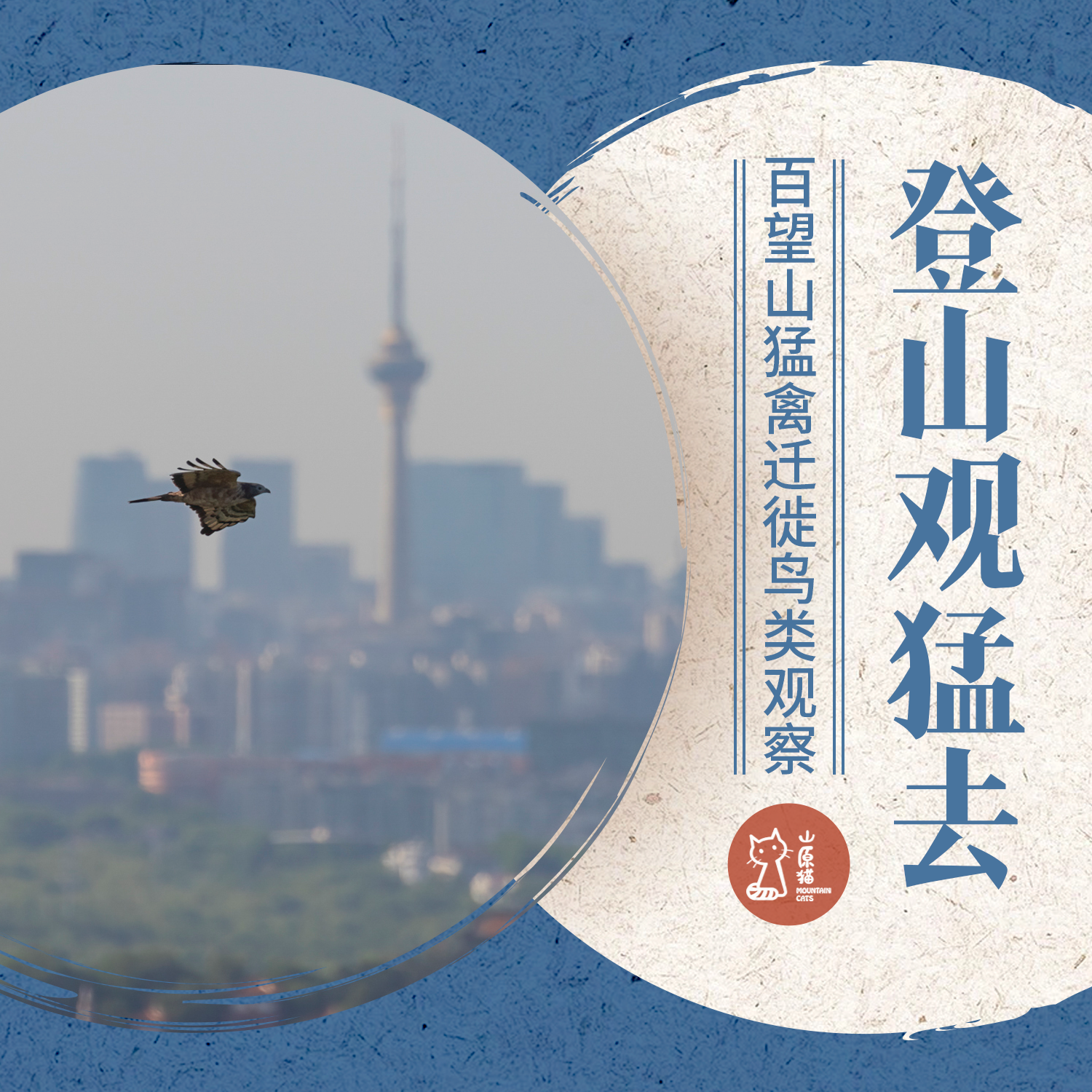 「春季限定」4月12日周日｜登山观猛去·百望山猛禽迁徙鸟类观察