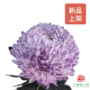 市场吸色牡丹菊-炫彩香芋紫 商品缩略图0