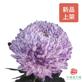 市场吸色牡丹菊-炫彩香芋紫