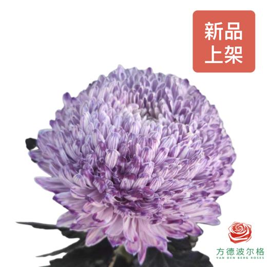 市场吸色牡丹菊-炫彩香芋紫 商品图0