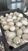 大雁蛋10个 商品缩略图0