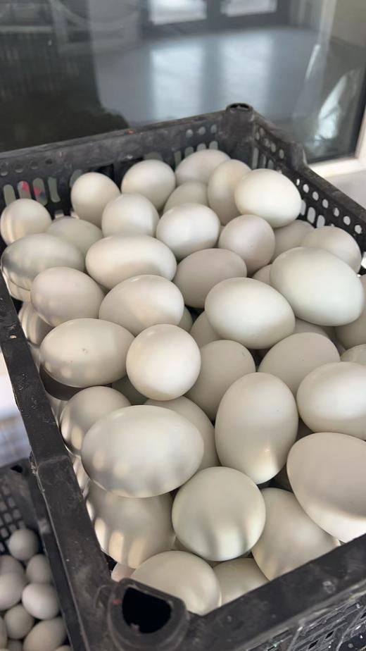 大雁蛋10个 商品图0