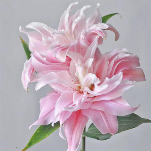 精品百合莲花1号莲花雅致多头重瓣 商品图5