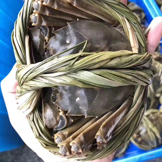 【长荡湖 大闸蟹】2.5~4两母蟹 螃蟹 商品图7