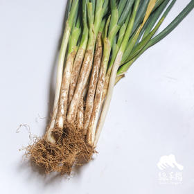 生态大葱（个头小） | 合作生产*Eco-carrot | Coproduction