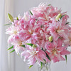 精品百合莲花1号莲花雅致多头重瓣 商品缩略图4