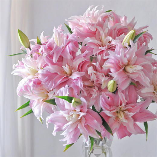 精品百合莲花1号莲花雅致多头重瓣 商品图4