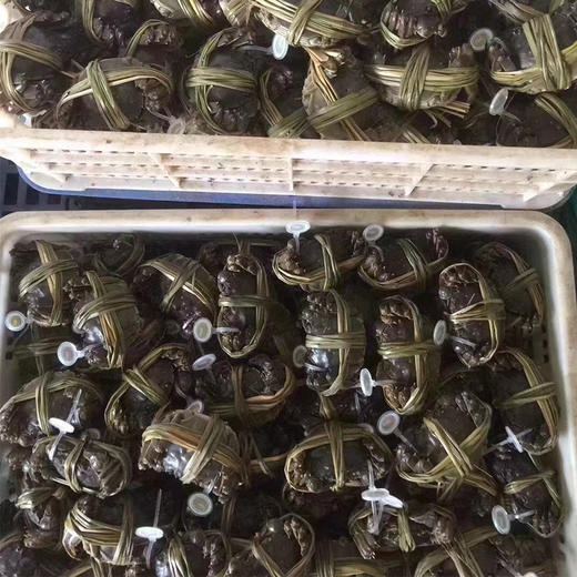 【长荡湖 大闸蟹】2.5~4两母蟹 螃蟹 商品图9