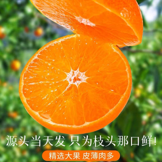 【皮薄无籽】四川爱媛38号果冻橙 商品图1