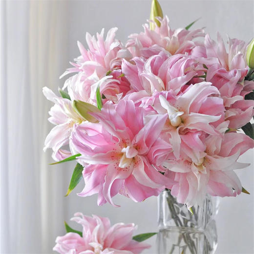 精品百合莲花1号莲花雅致多头重瓣 商品图3