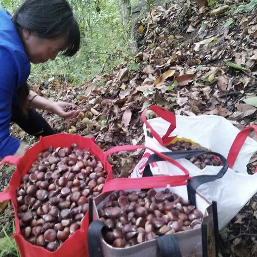 山阳县 新鲜营养 秦岭深山野生板栗 3斤装 商品图4