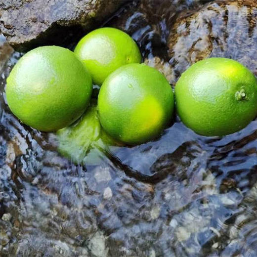 柠檬君生态柳丁（绿皮冰糖橙） 商品图9