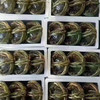 【长荡湖 大闸蟹】2.5~4两母蟹 螃蟹 商品缩略图6