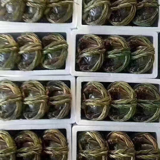 【长荡湖 大闸蟹】2.5~4两母蟹 螃蟹 商品图6
