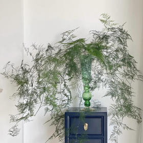 国产花材-【文竹】