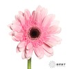非洲菊 | 粉佳人 商品缩略图2