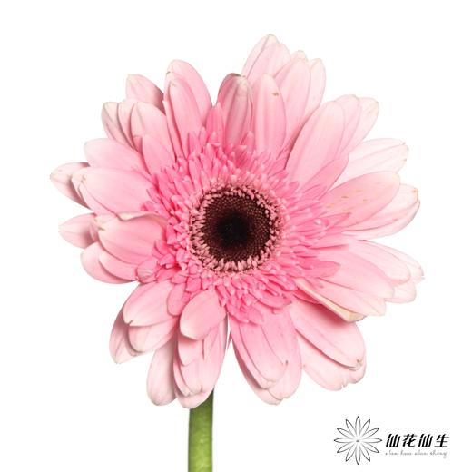 非洲菊 | 粉佳人 商品图2