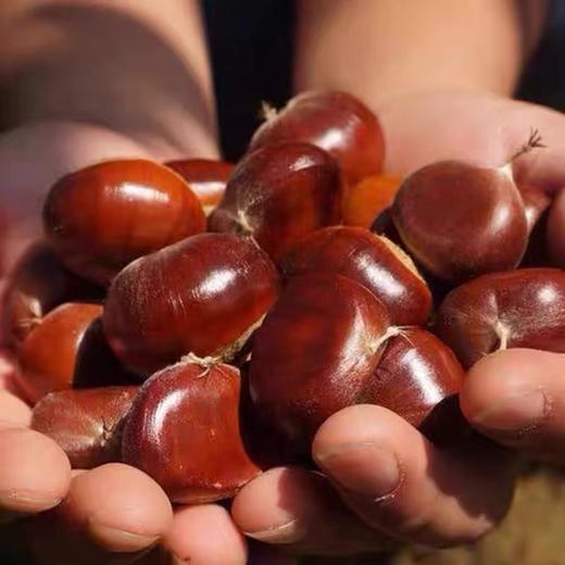 山阳县 新鲜营养 秦岭深山野生板栗 3斤装 商品图2
