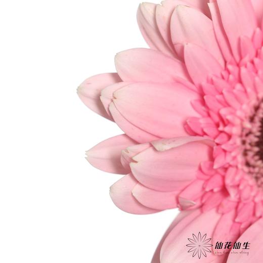 非洲菊 | 粉佳人 商品图3