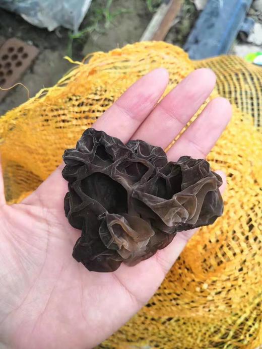 新疆拜城县黑木耳，品质干货肉厚无硫，新疆特产秋木耳 商品图0