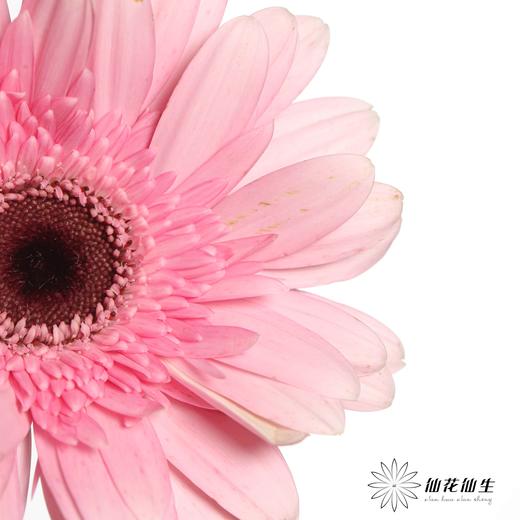 非洲菊 | 粉佳人 商品图1