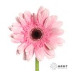 非洲菊 | 粉佳人 商品缩略图0