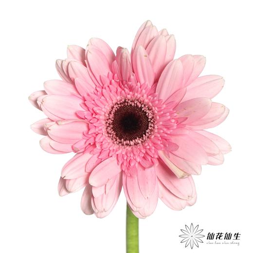 非洲菊 | 粉佳人 商品图0