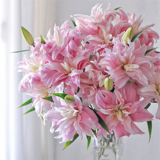 精品百合莲花1号莲花雅致多头重瓣 商品图1