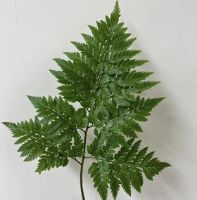 国产花材-【高山羊齿】