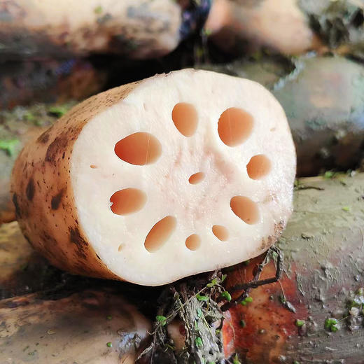 『正宗洪湖粉莲藕』新鲜现挖，煲汤莲藕，粉面连丝，清香肥厚 商品图14