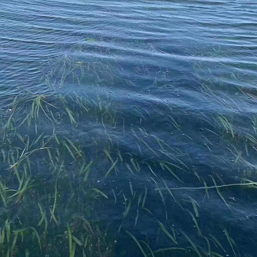 【长荡湖 大闸蟹】2.5~4两母蟹 螃蟹 商品图4