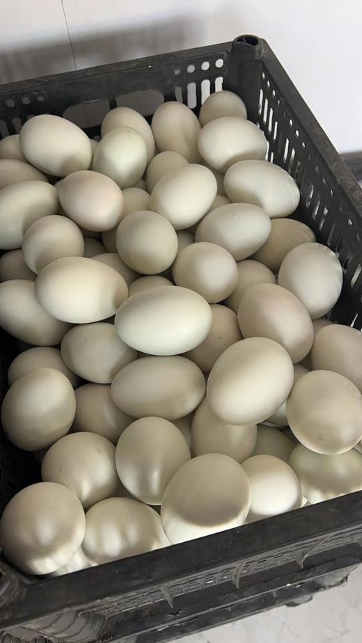 大雁蛋10个 商品图2