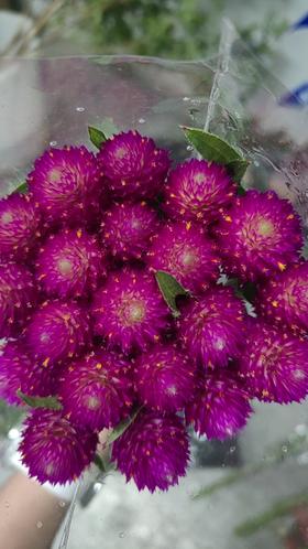 配花 | 单头千日红玫红